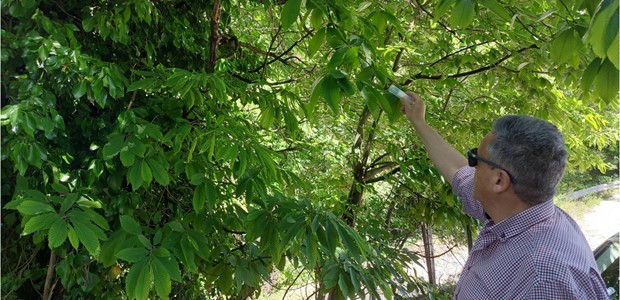 Συνεχίζεται η βιολογική αντιμετώπιση της σφήκας της καστανιάς